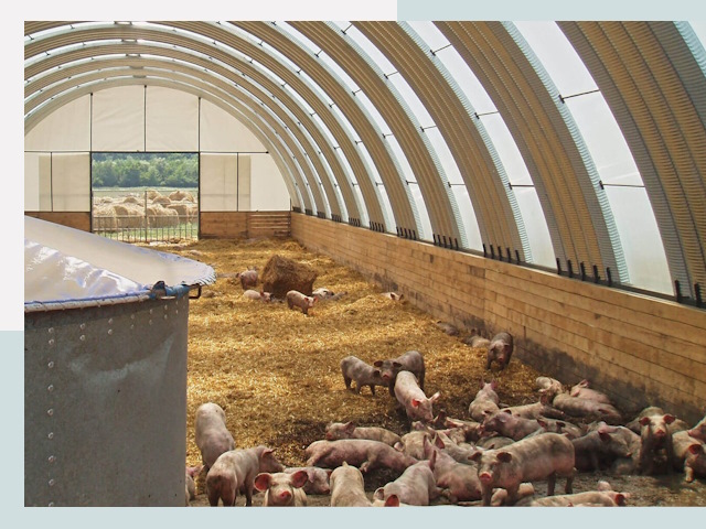 Строительство свинарников в Каменке