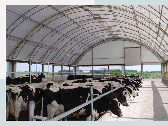 Тентовые коровники в Каменке